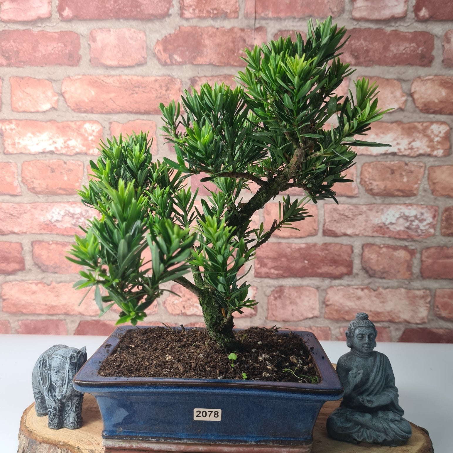Buddhist Pine (Podocarpus Micro) Bonsai Tree | Shaped | In 20cm Pot