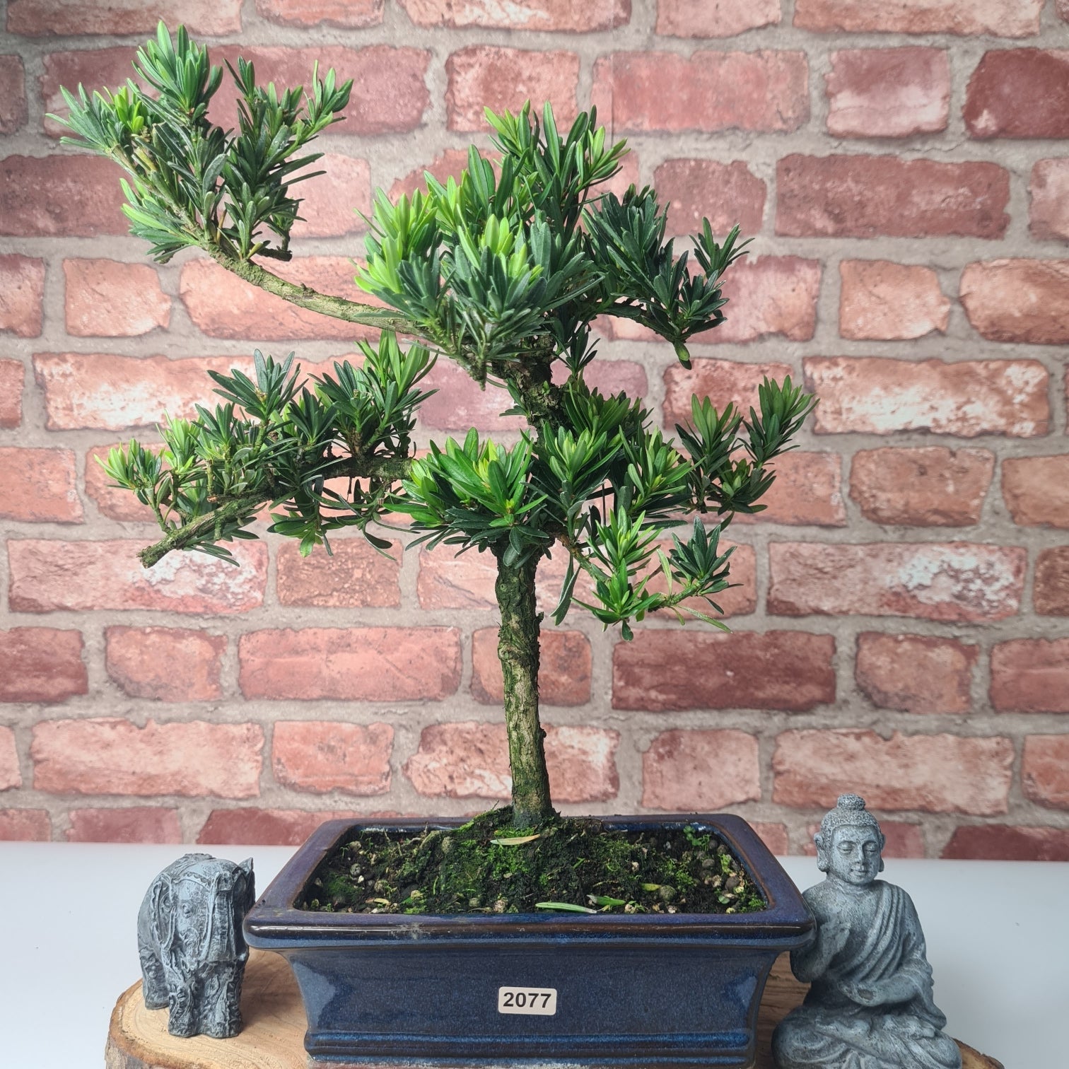 Buddhist Pine (Podocarpus Micro) Bonsai Tree | Shaped | In 20cm Pot