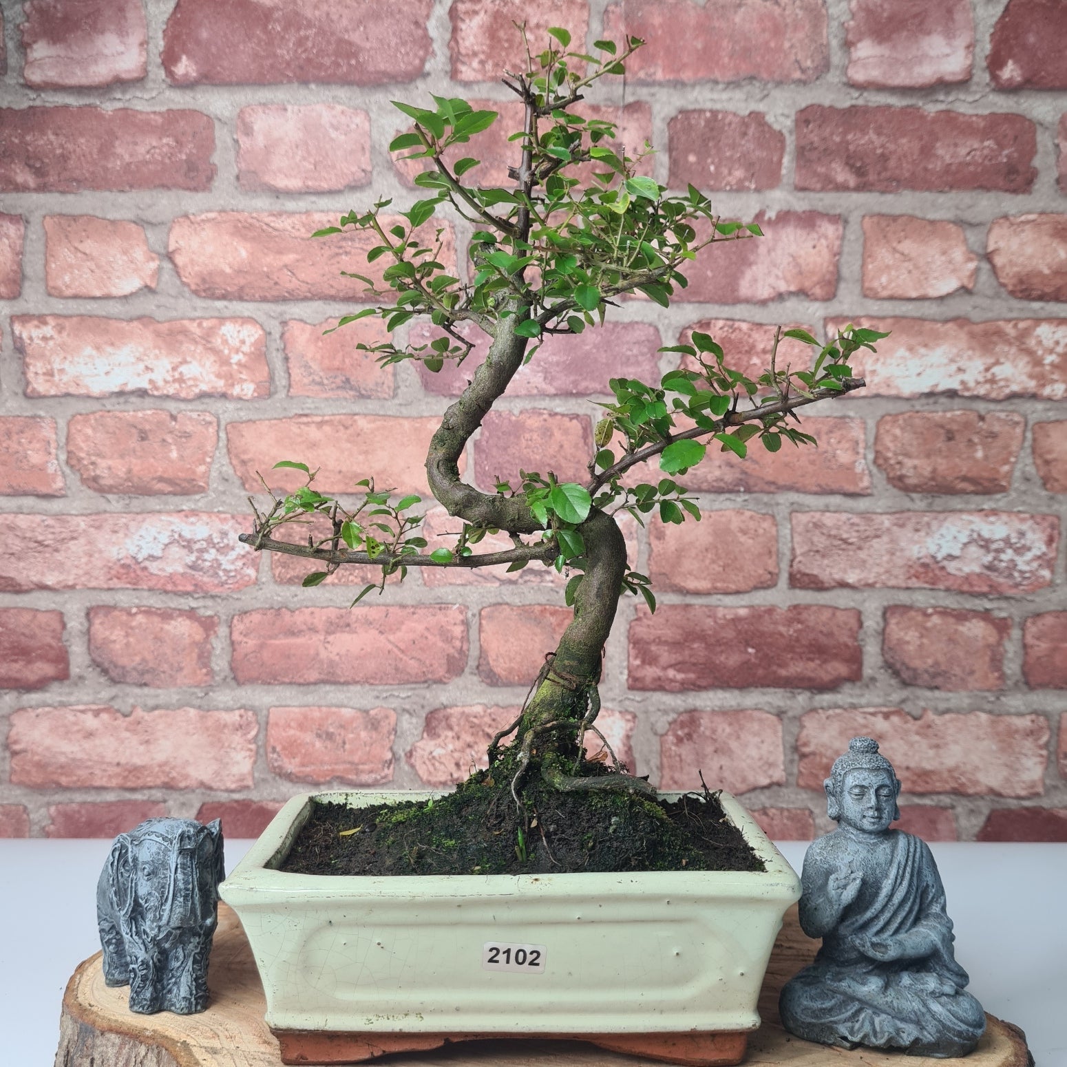 Bird Plum (Sageretia) Bonsai Tree | Shaped | In 20cm Pot