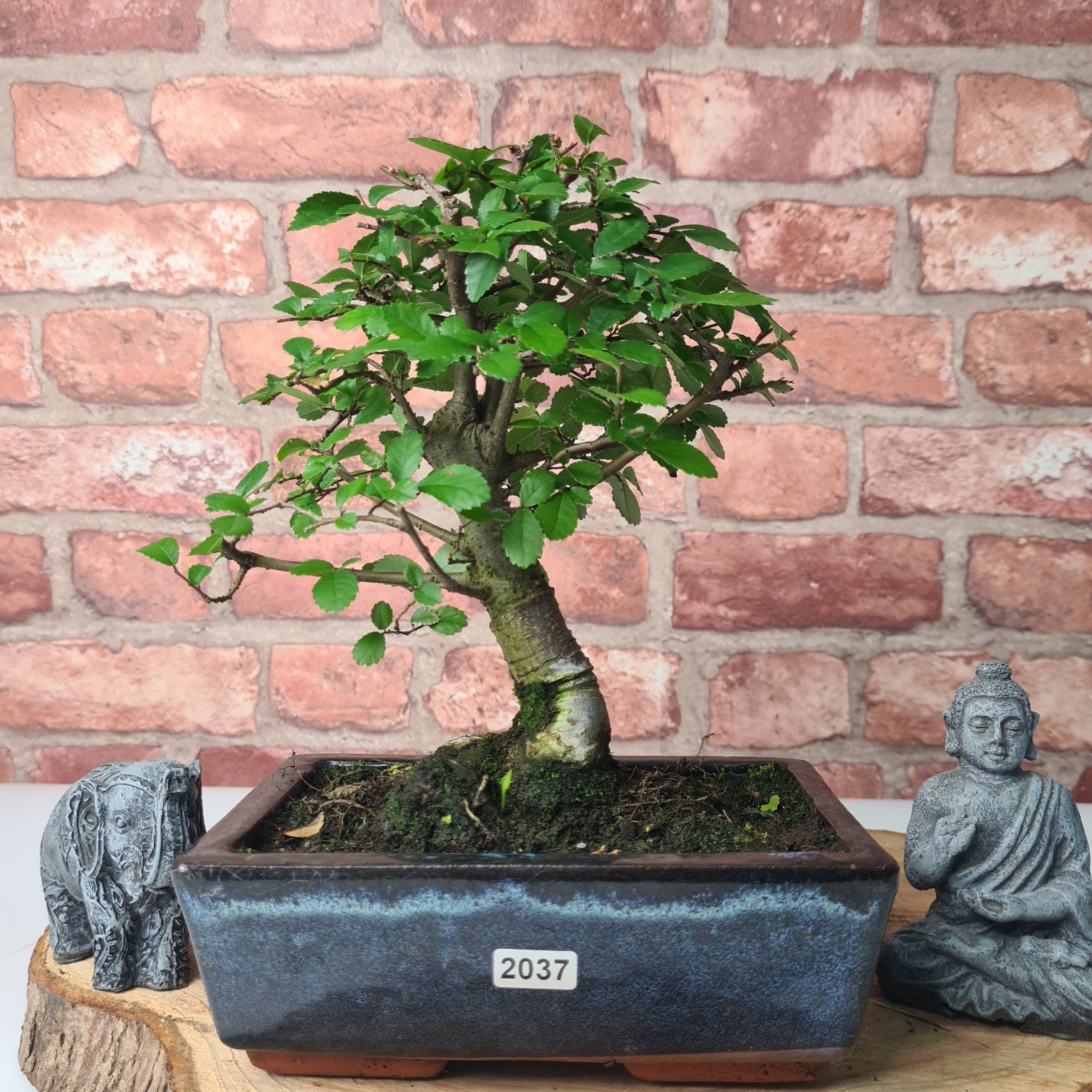 Chinese Elm (Ulmus Parvifolia) Bonsai Tree | Broom | In 20cm Pot