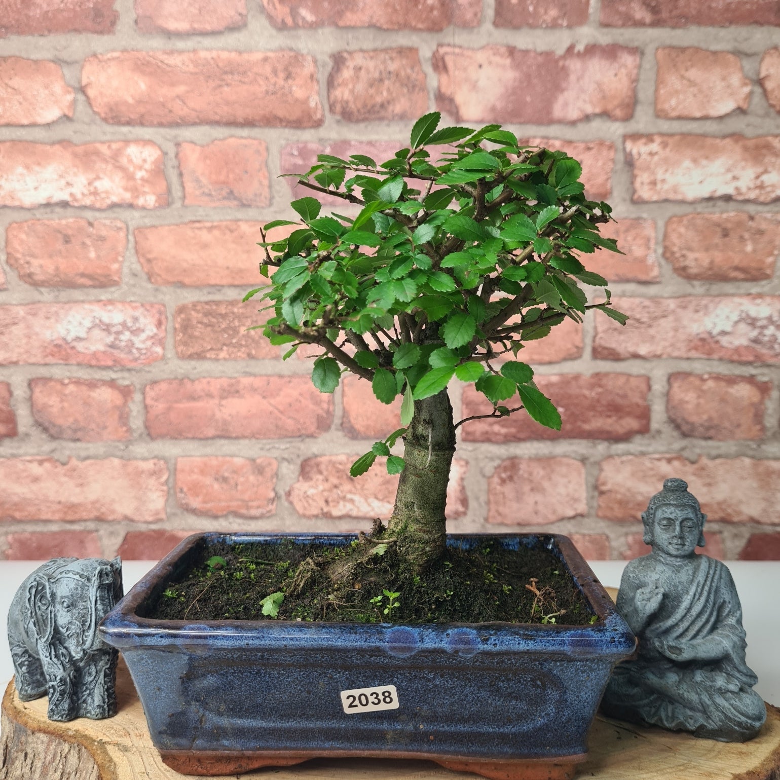 Chinese Elm (Ulmus Parvifolia) Bonsai Tree | Broom | In 20cm Pot