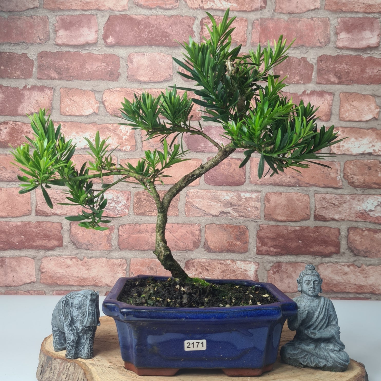 Buddhist Pine (Podocarpus Micro) Bonsai Tree | Shaped | In 20cm Pot