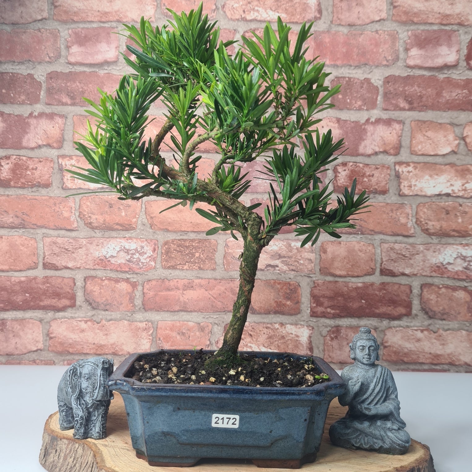 Buddhist Pine (Podocarpus Micro) Bonsai Tree | Shaped | In 20cm Pot