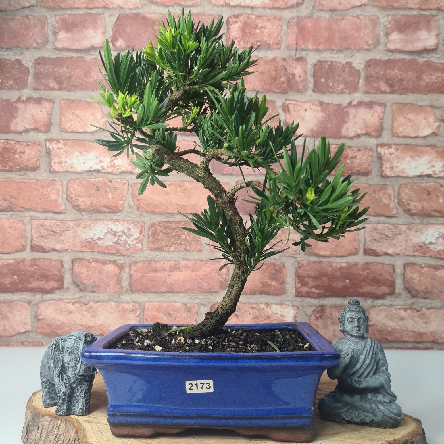 Buddhist Pine (Podocarpus Micro) Bonsai Tree | Shaped | In 20cm Pot