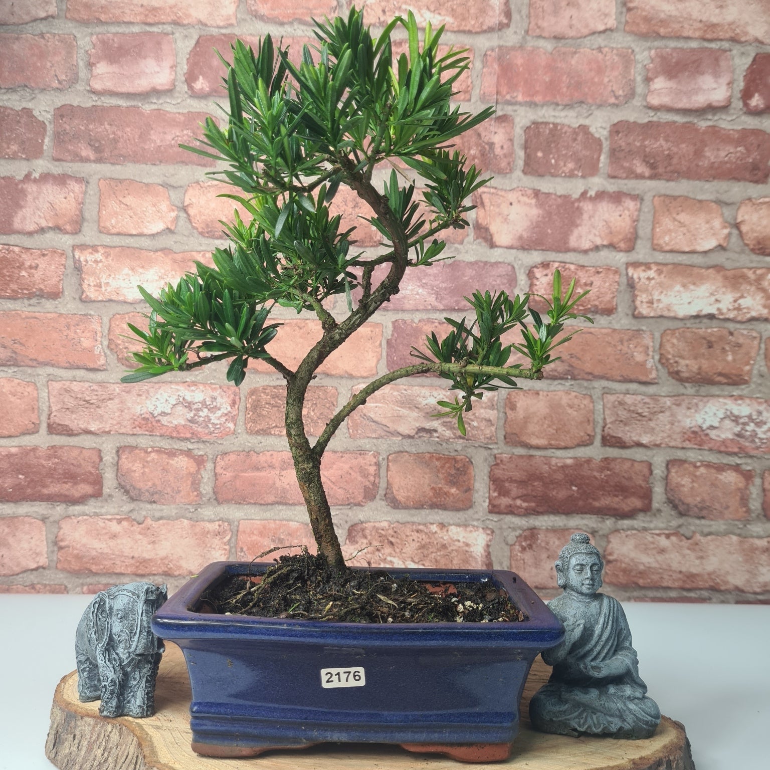 Buddhist Pine (Podocarpus Micro) Bonsai Tree | Shaped | In 20cm Pot