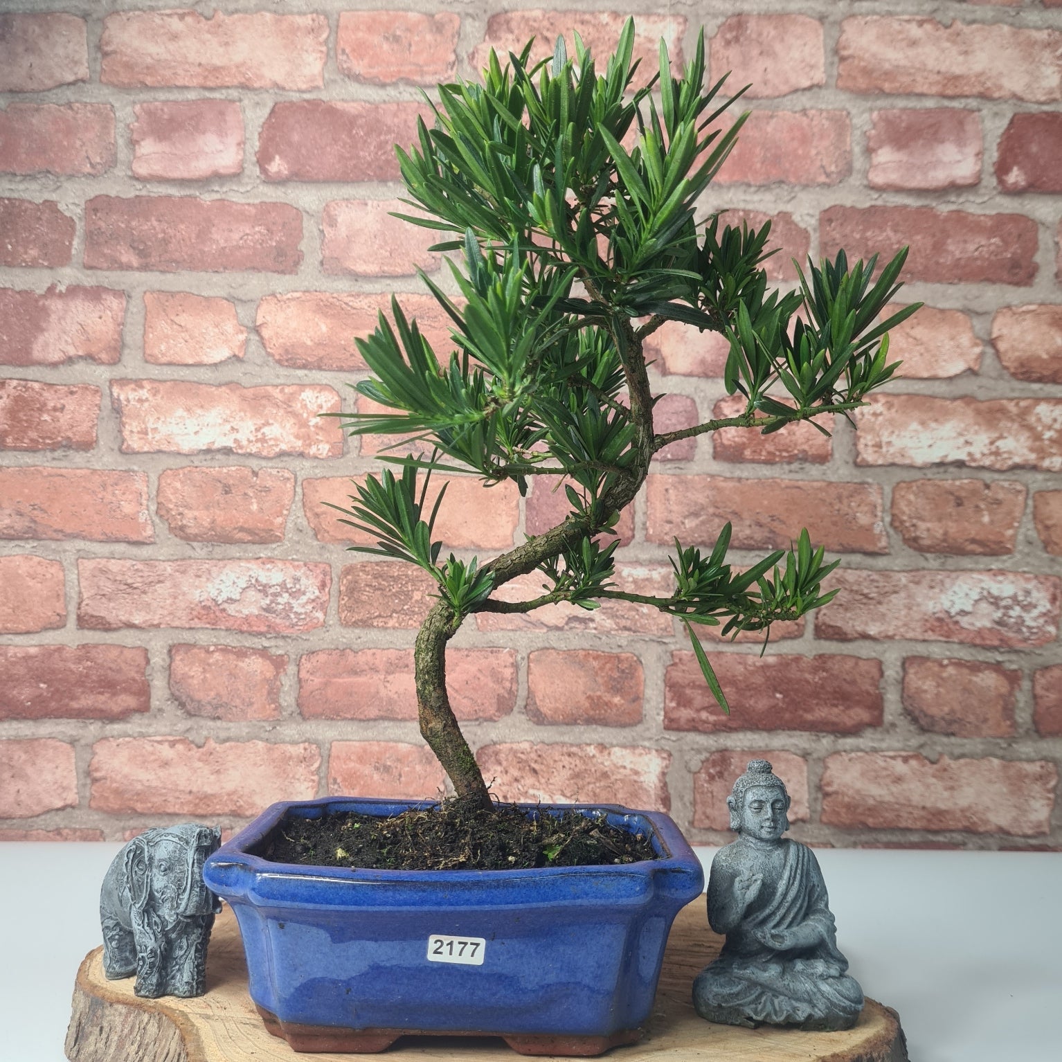 Buddhist Pine (Podocarpus Micro) Bonsai Tree | Shaped | In 20cm Pot