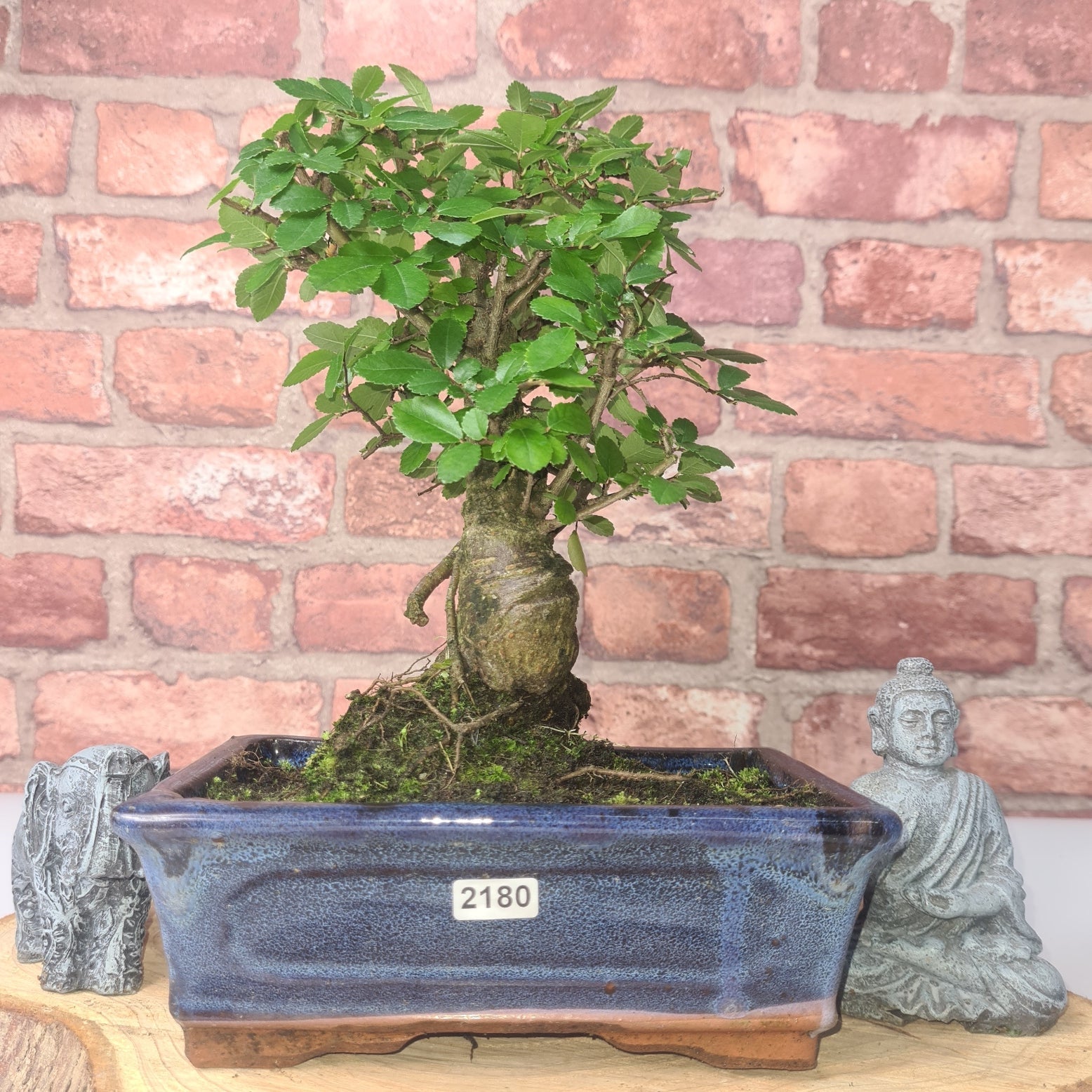 Chinese Elm (Ulmus Parvifolia) Bonsai Tree | Broom | In 20cm Pot