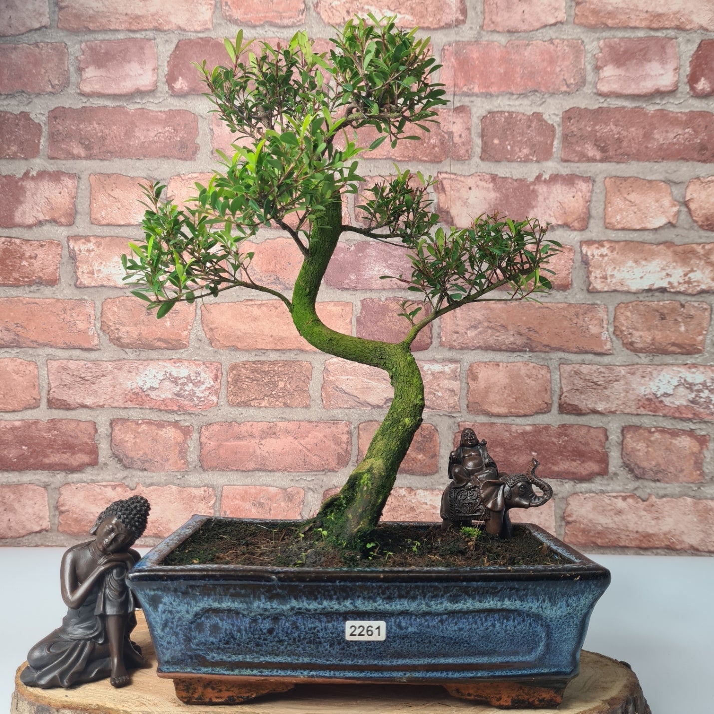Brush Cherry (Syzygium) Bonsai Tree | Shaped | In 25cm Pot