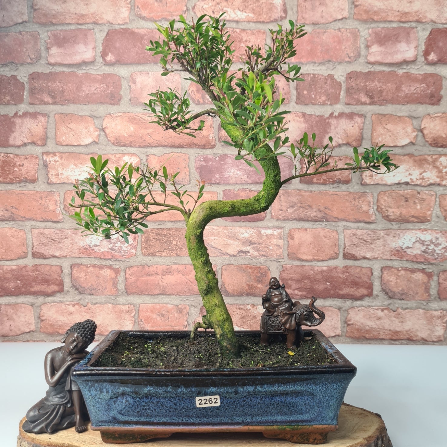 Brush Cherry (Syzygium) Bonsai Tree | Shaped | In 25cm Pot