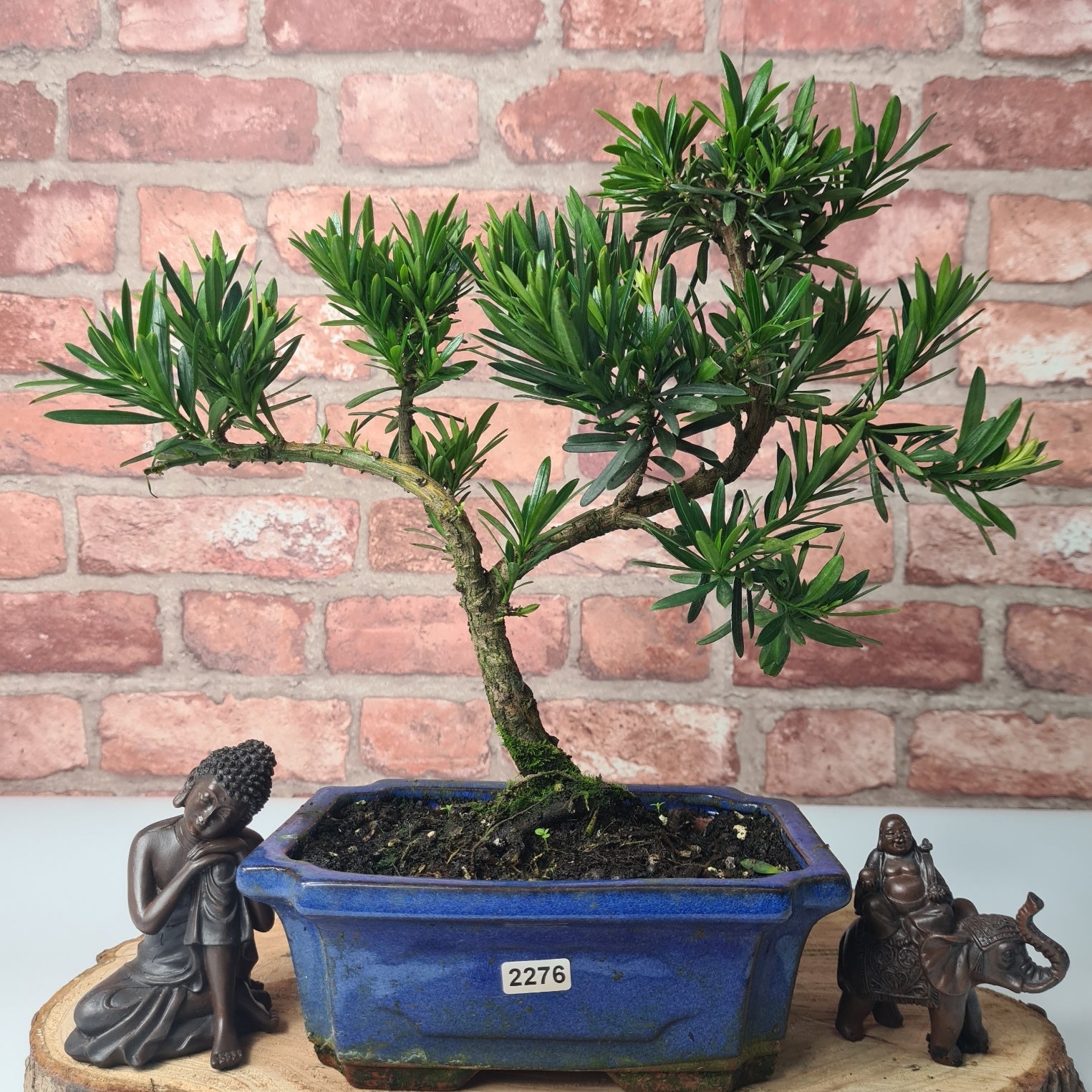 Buddhist Pine (Podocarpus Micro) Bonsai Tree | Shaped | In 20cm Pot