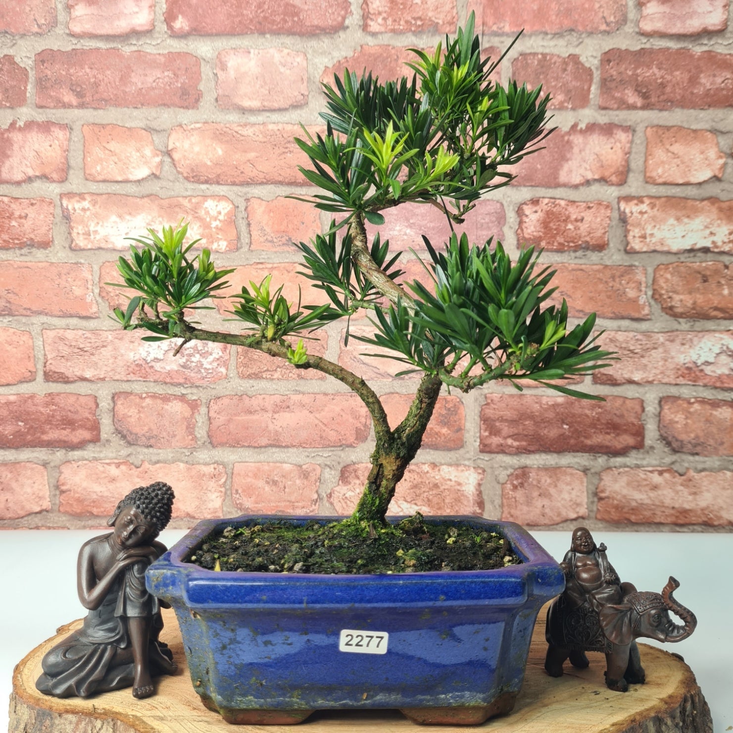 Buddhist Pine (Podocarpus Micro) Bonsai Tree | Shaped | In 20cm Pot