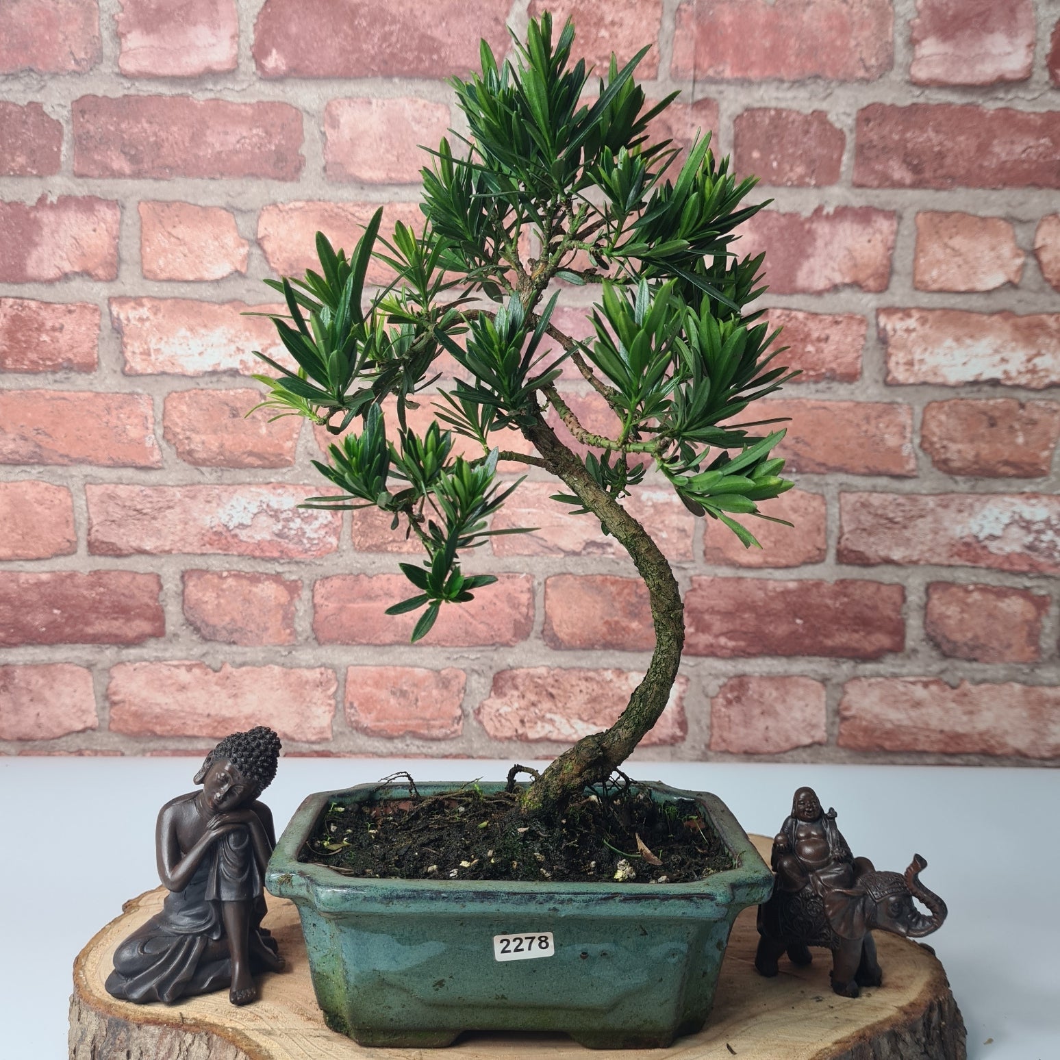 Buddhist Pine (Podocarpus Micro) Bonsai Tree | Shaped | In 20cm Pot