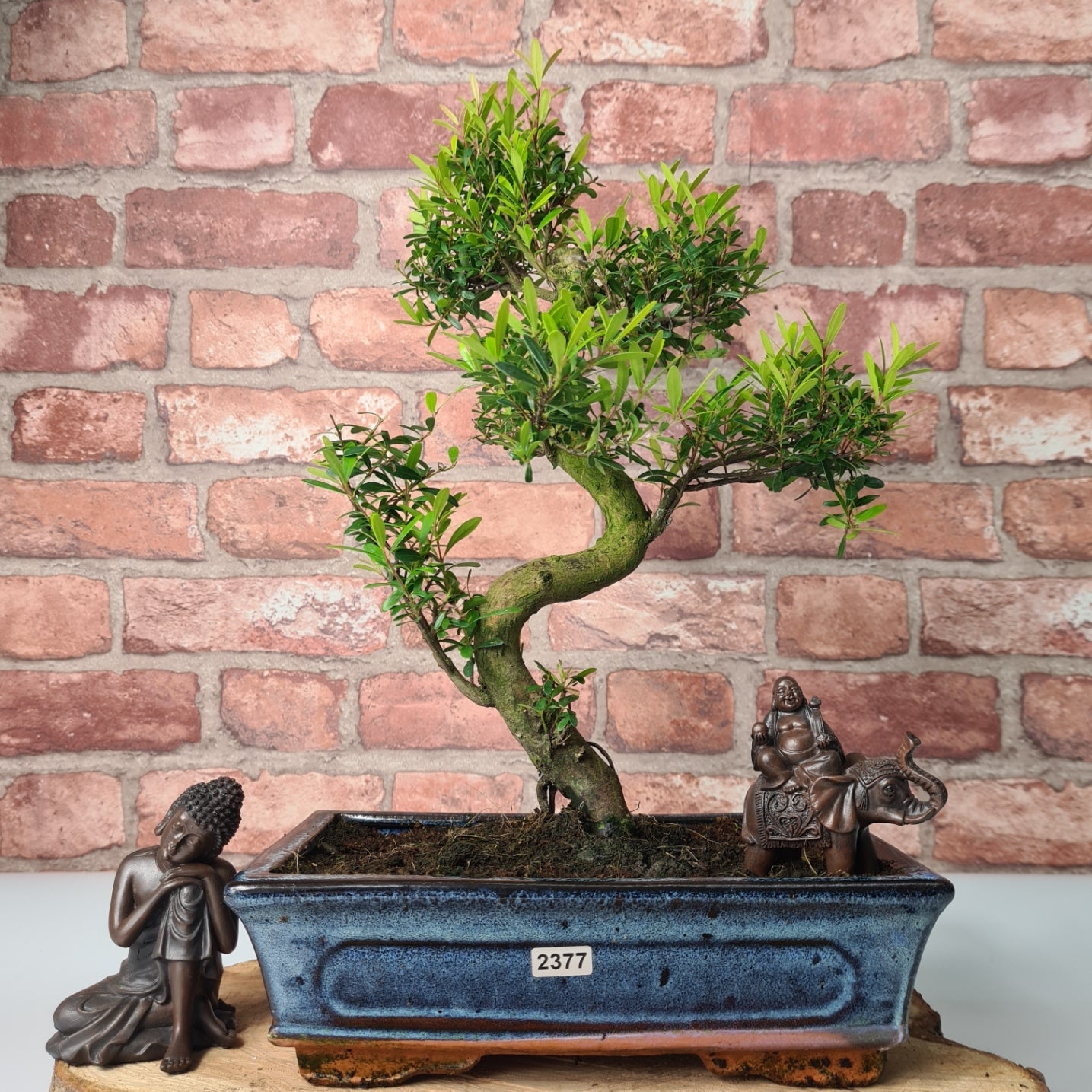 Brush Cherry (Syzygium) Bonsai Tree | Shaped | In 25cm Pot