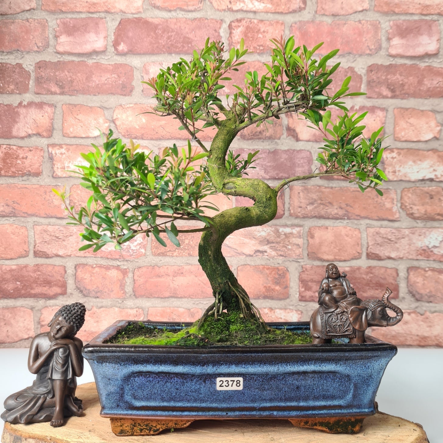 Brush Cherry (Syzygium) Bonsai Tree | Shaped | In 25cm Pot