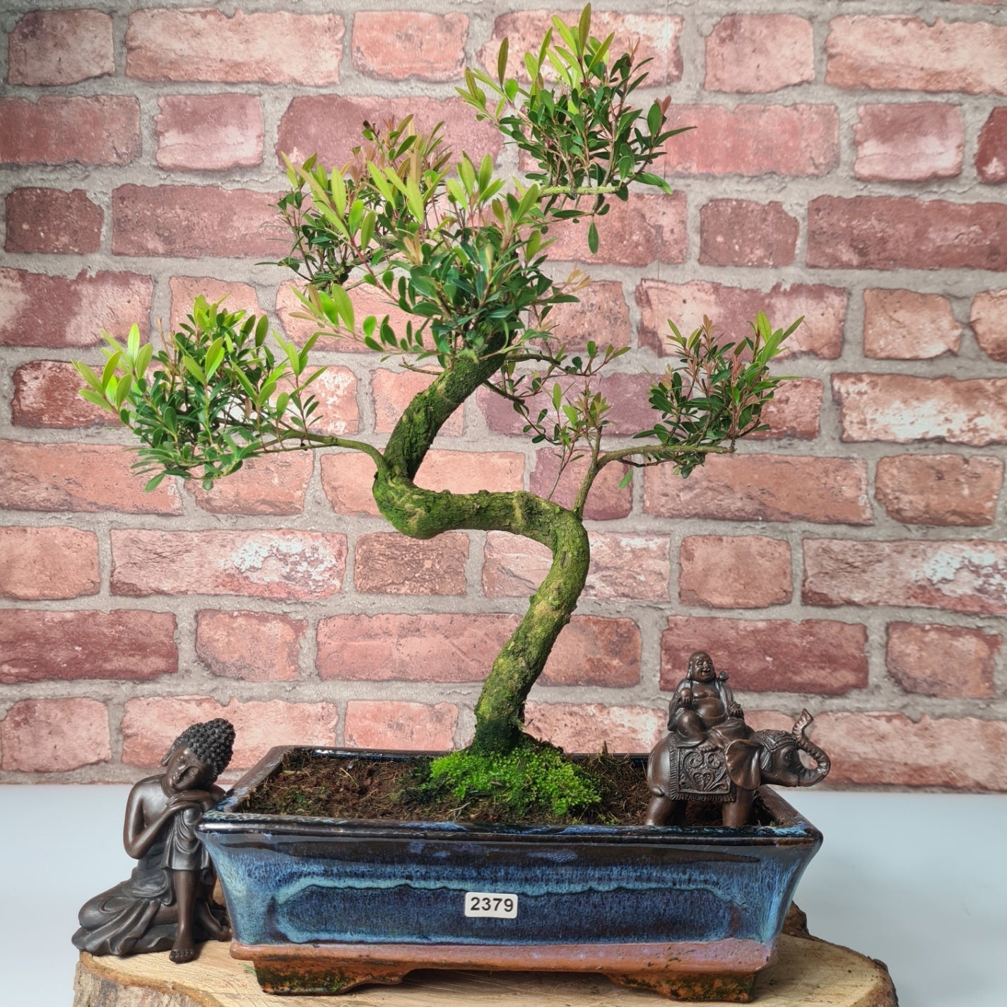 Brush Cherry (Syzygium) Bonsai Tree | Shaped | In 25cm Pot