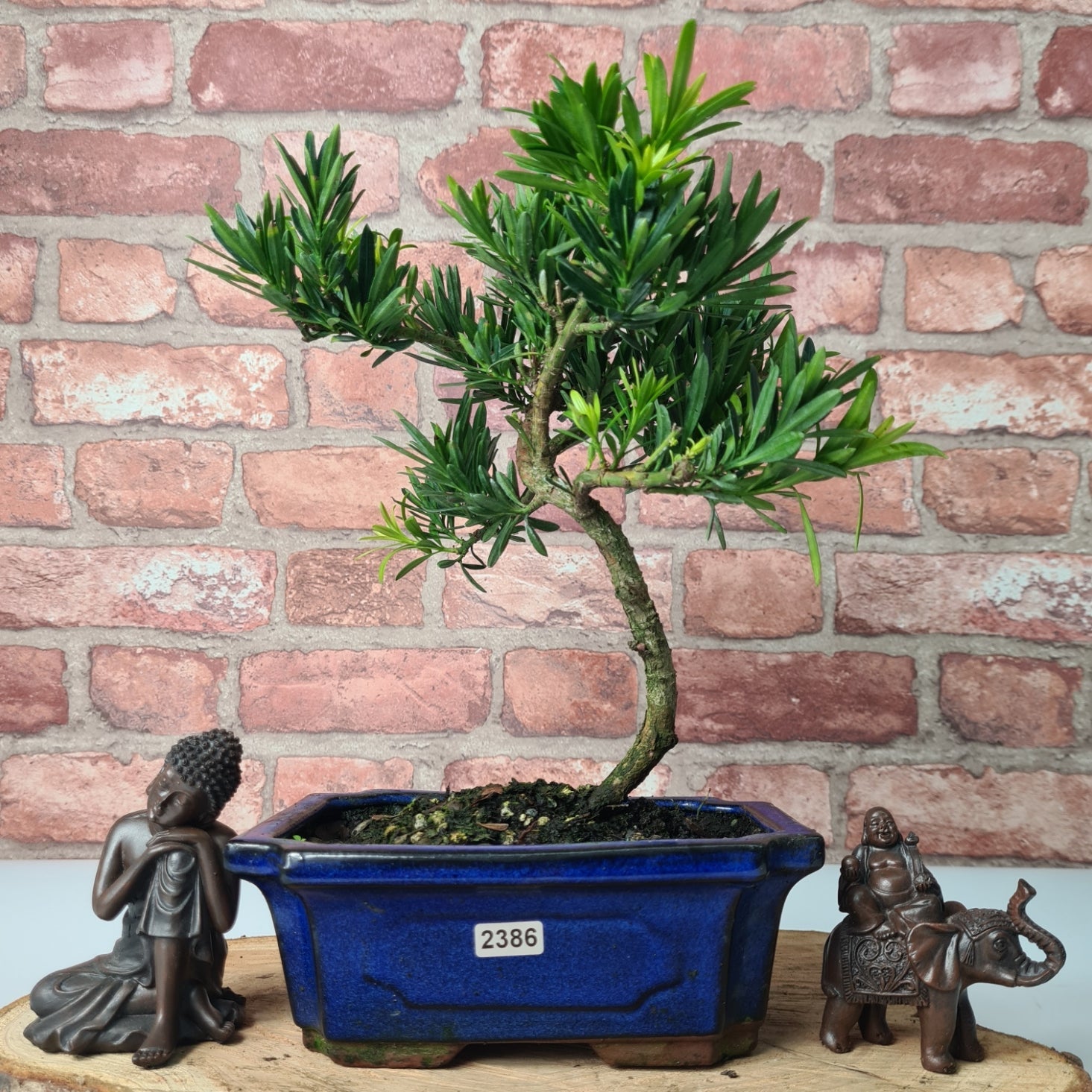 Buddhist Pine (Podocarpus Micro) Bonsai Tree | Shaped | In 20cm Pot
