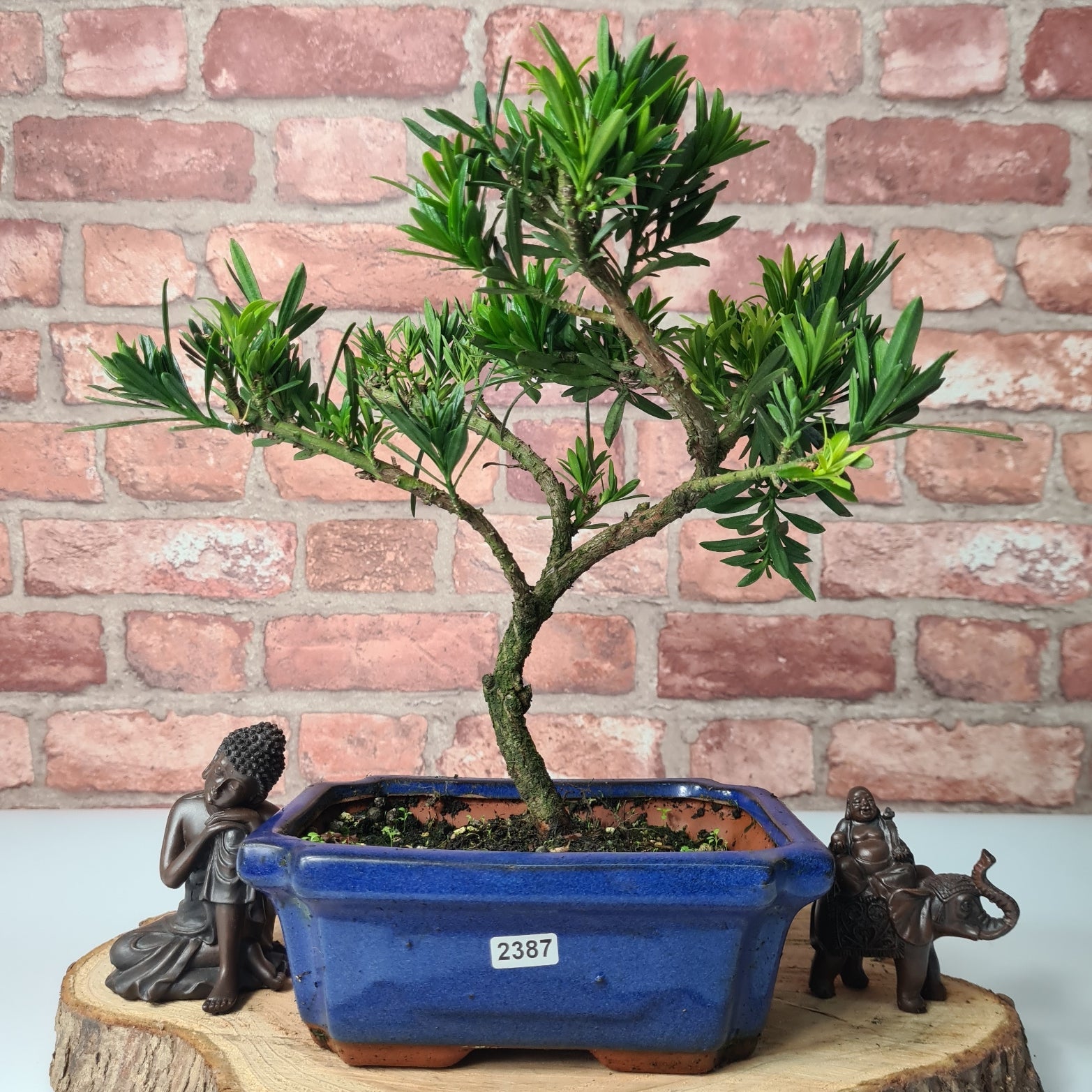 Buddhist Pine (Podocarpus Micro) Bonsai Tree | Shaped | In 20cm Pot