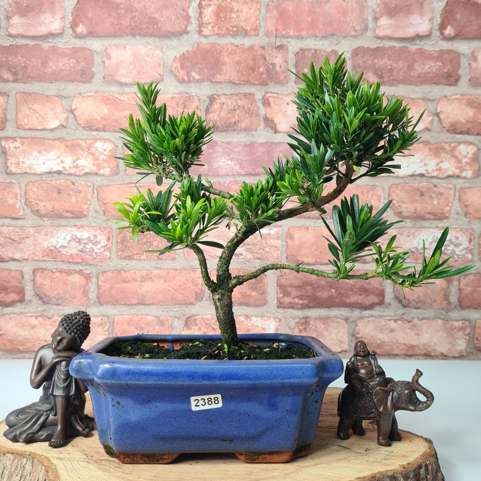 Buddhist Pine (Podocarpus Micro) Bonsai Tree | Shaped | In 20cm Pot