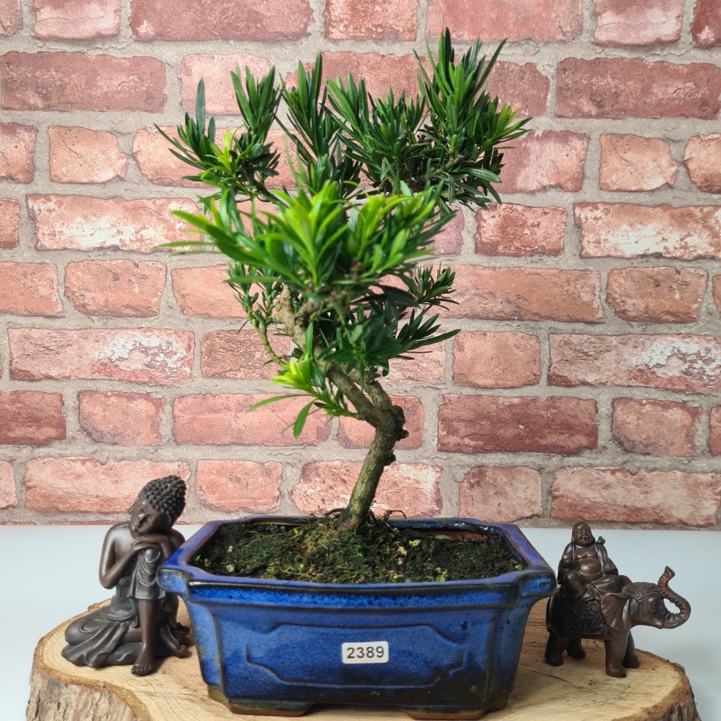 Buddhist Pine (Podocarpus Micro) Bonsai Tree | Shaped | In 20cm Pot