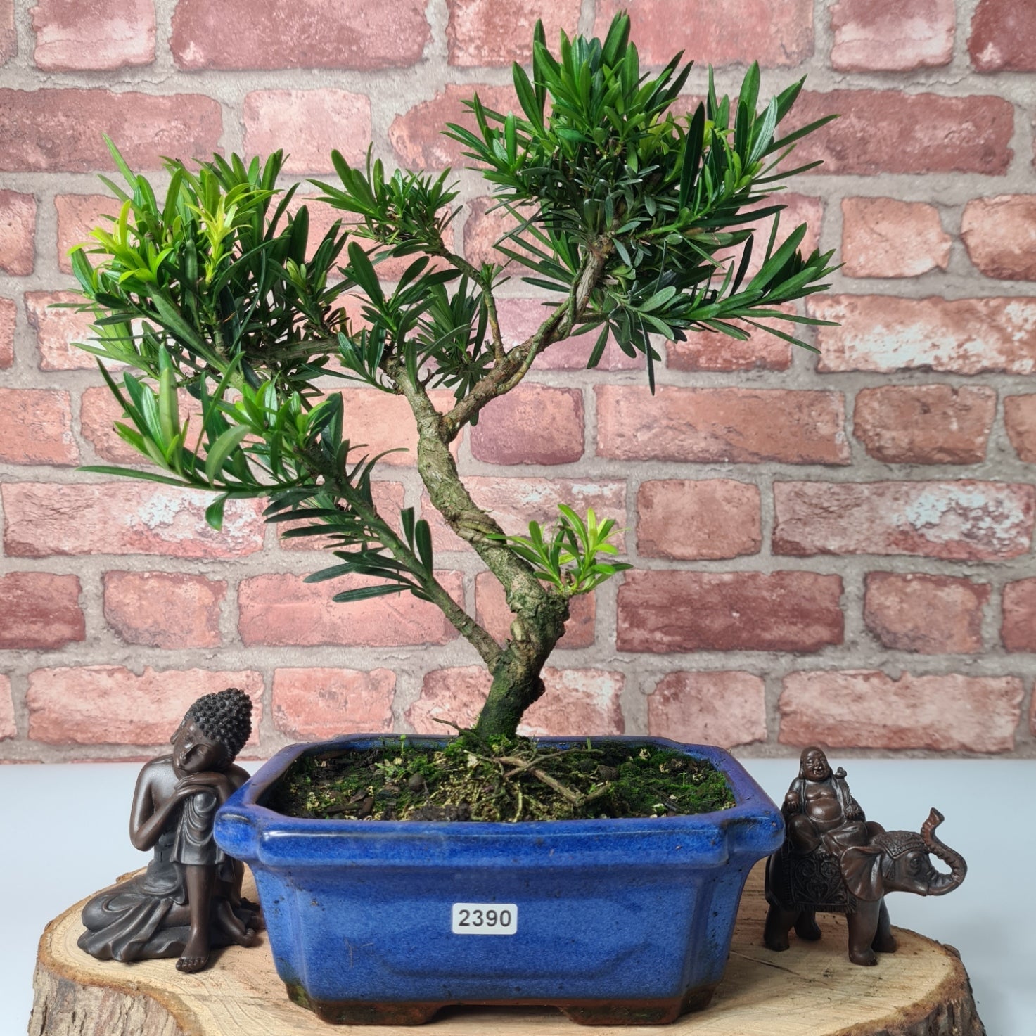 Buddhist Pine (Podocarpus Micro) Bonsai Tree | Shaped | In 20cm Pot