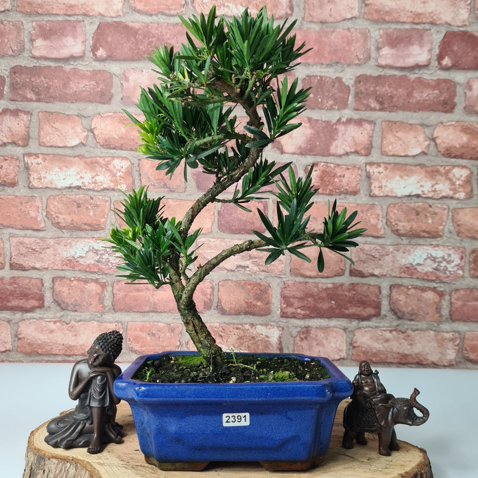 Buddhist Pine (Podocarpus Micro) Bonsai Tree | Shaped | In 20cm Pot