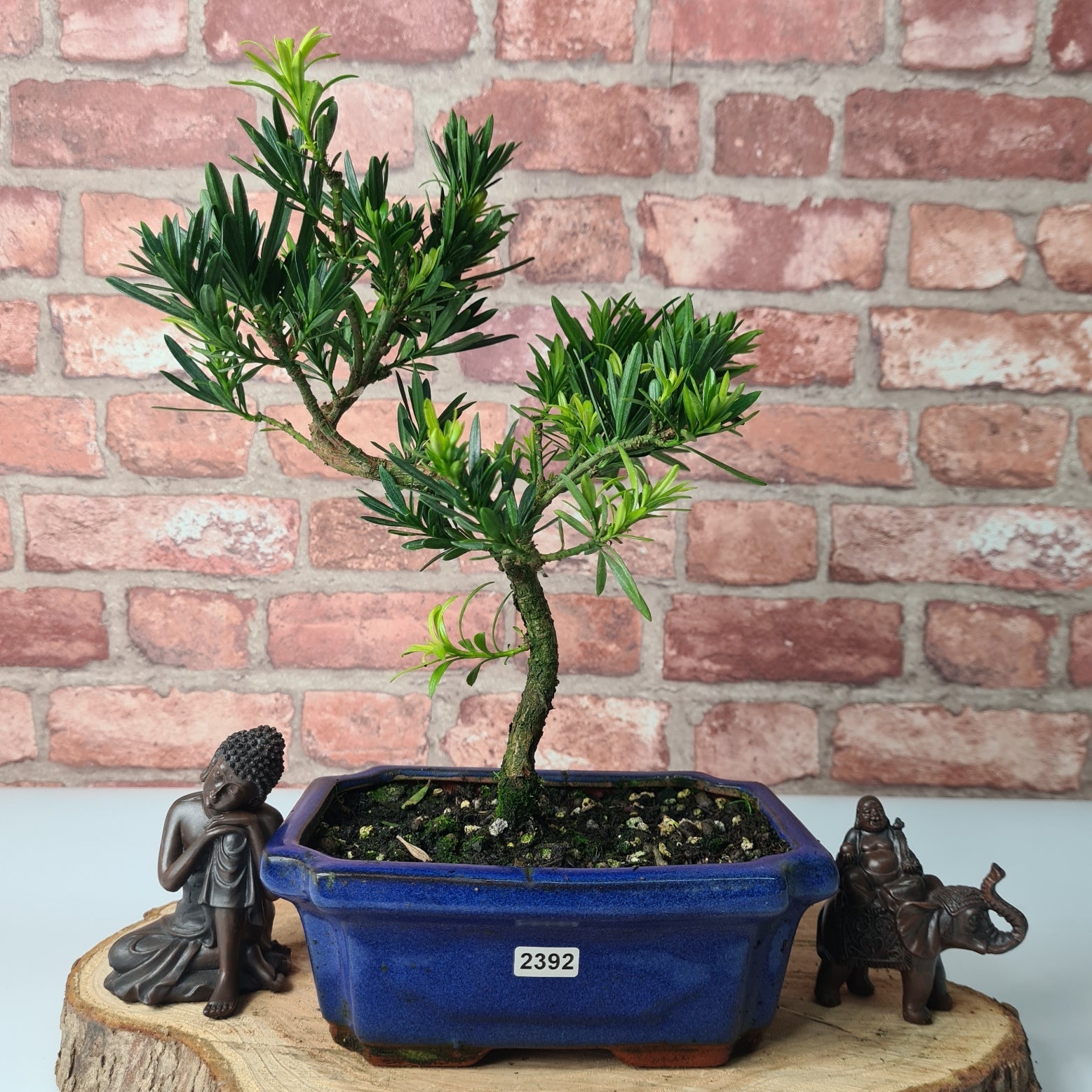 Buddhist Pine (Podocarpus Micro) Bonsai Tree | Shaped | In 20cm Pot