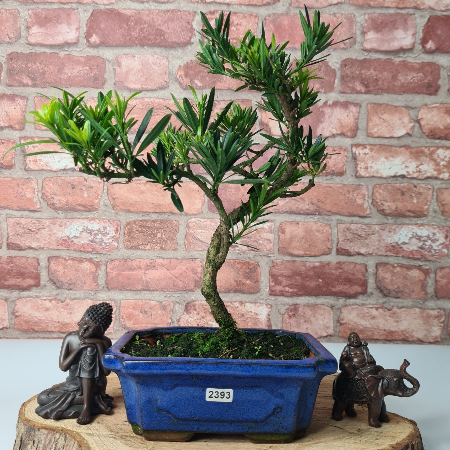 Buddhist Pine (Podocarpus Micro) Bonsai Tree | Shaped | In 20cm Pot