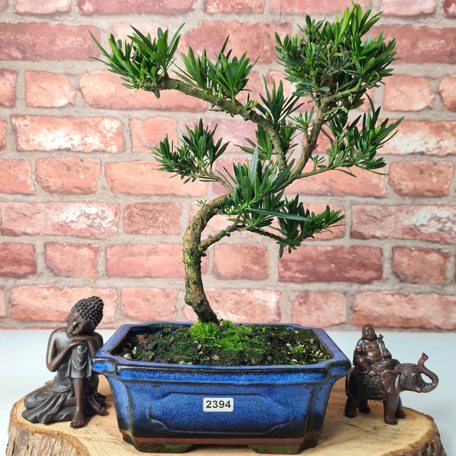 Buddhist Pine (Podocarpus Micro) Bonsai Tree | Shaped | In 20cm Pot