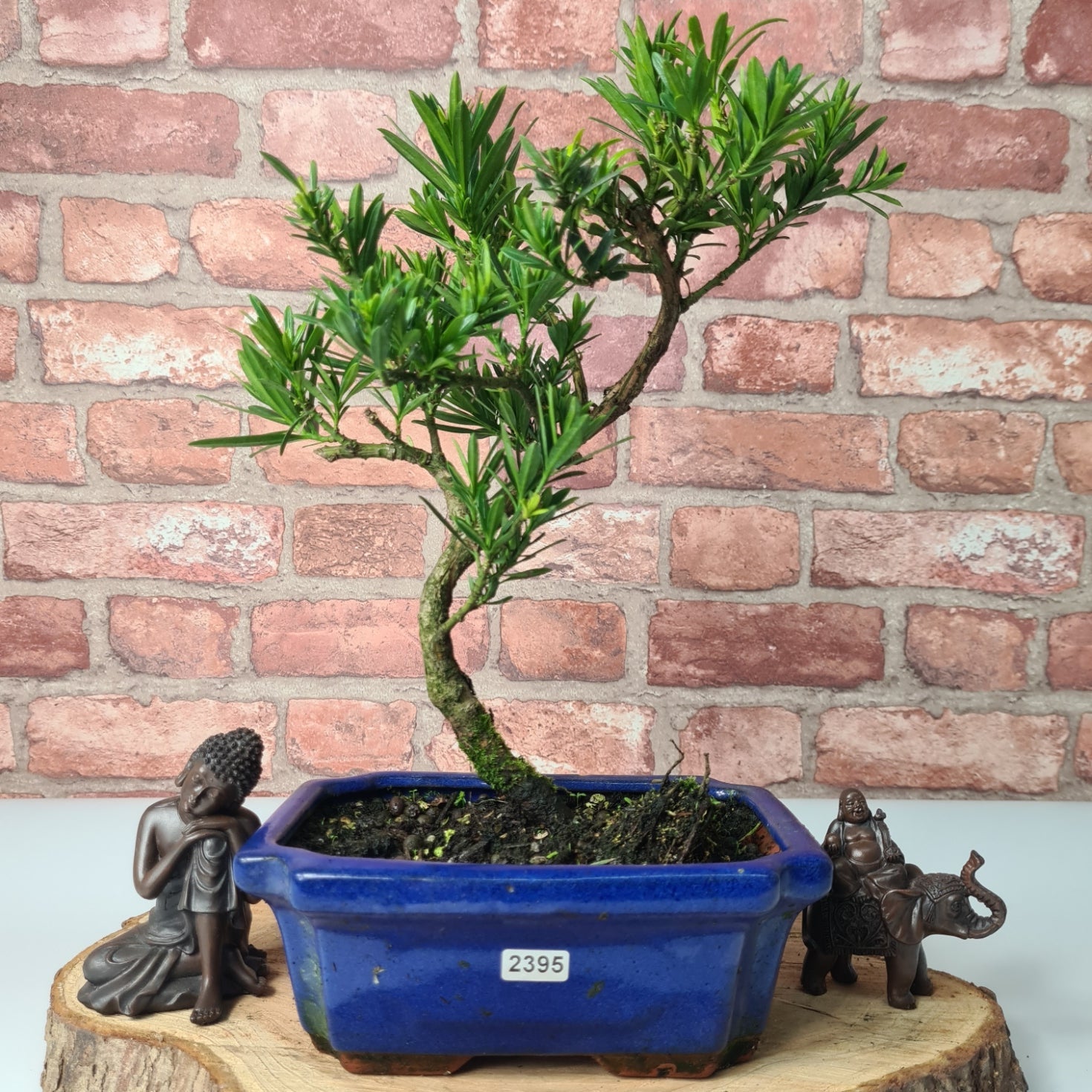 Buddhist Pine (Podocarpus Micro) Bonsai Tree | Shaped | In 20cm Pot