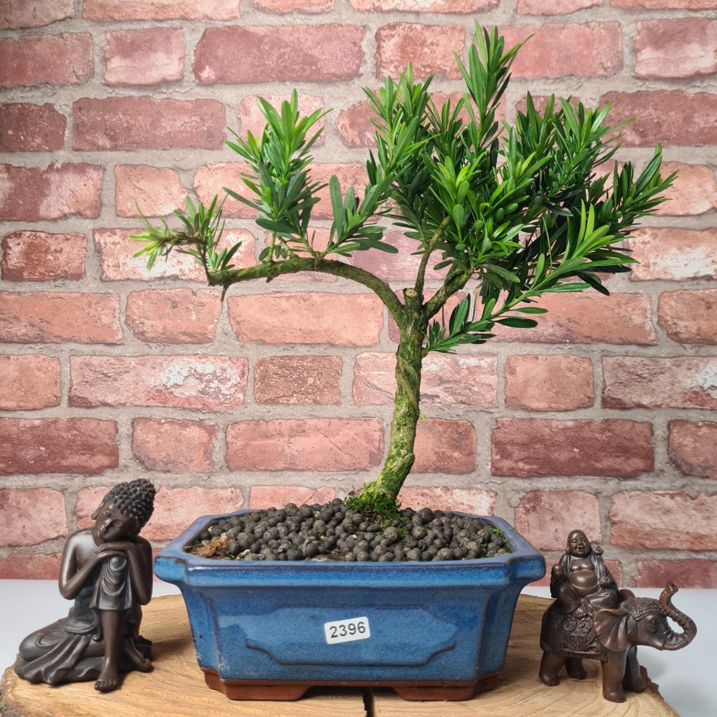 Buddhist Pine (Podocarpus Micro) Bonsai Tree | Shaped | In 20cm Pot