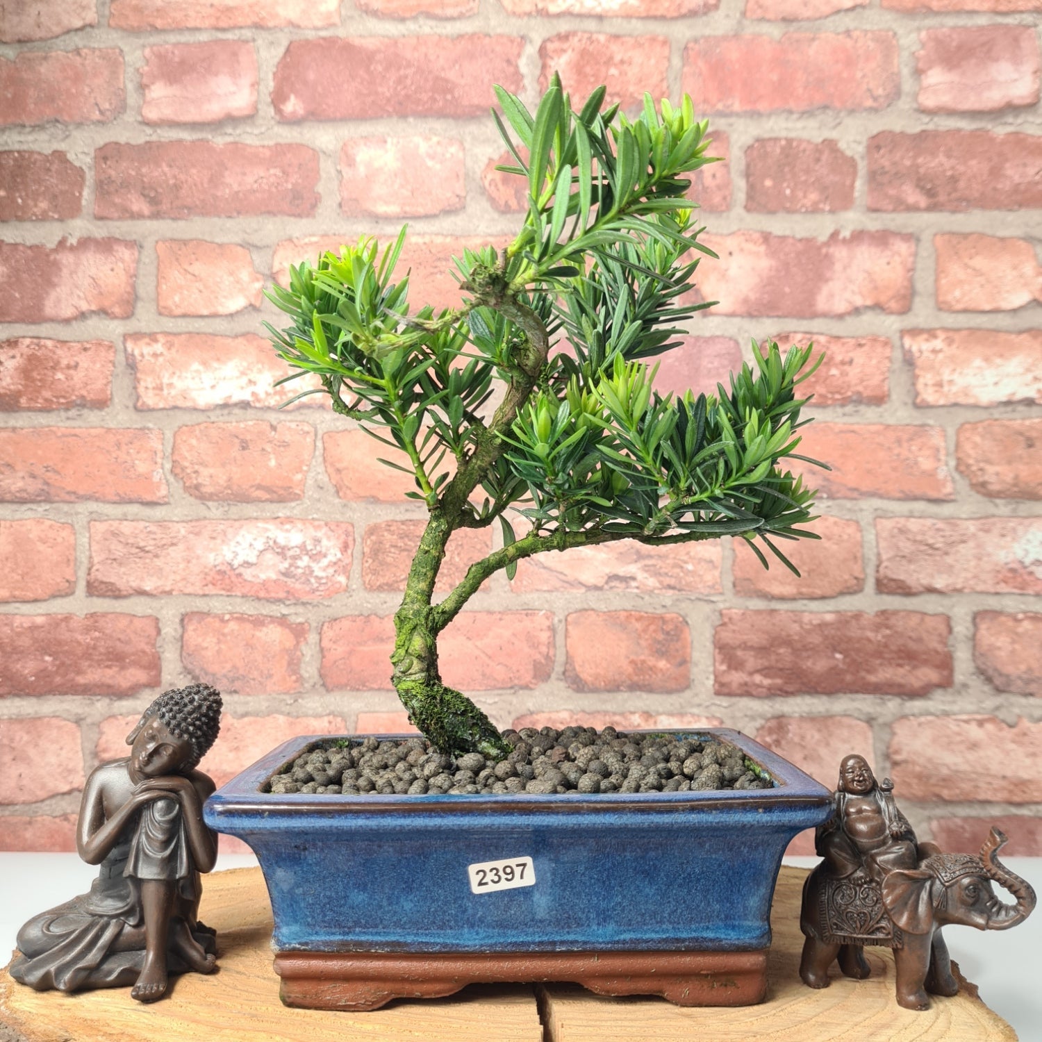 Buddhist Pine (Podocarpus Micro) Bonsai Tree | Shaped | In 20cm Pot