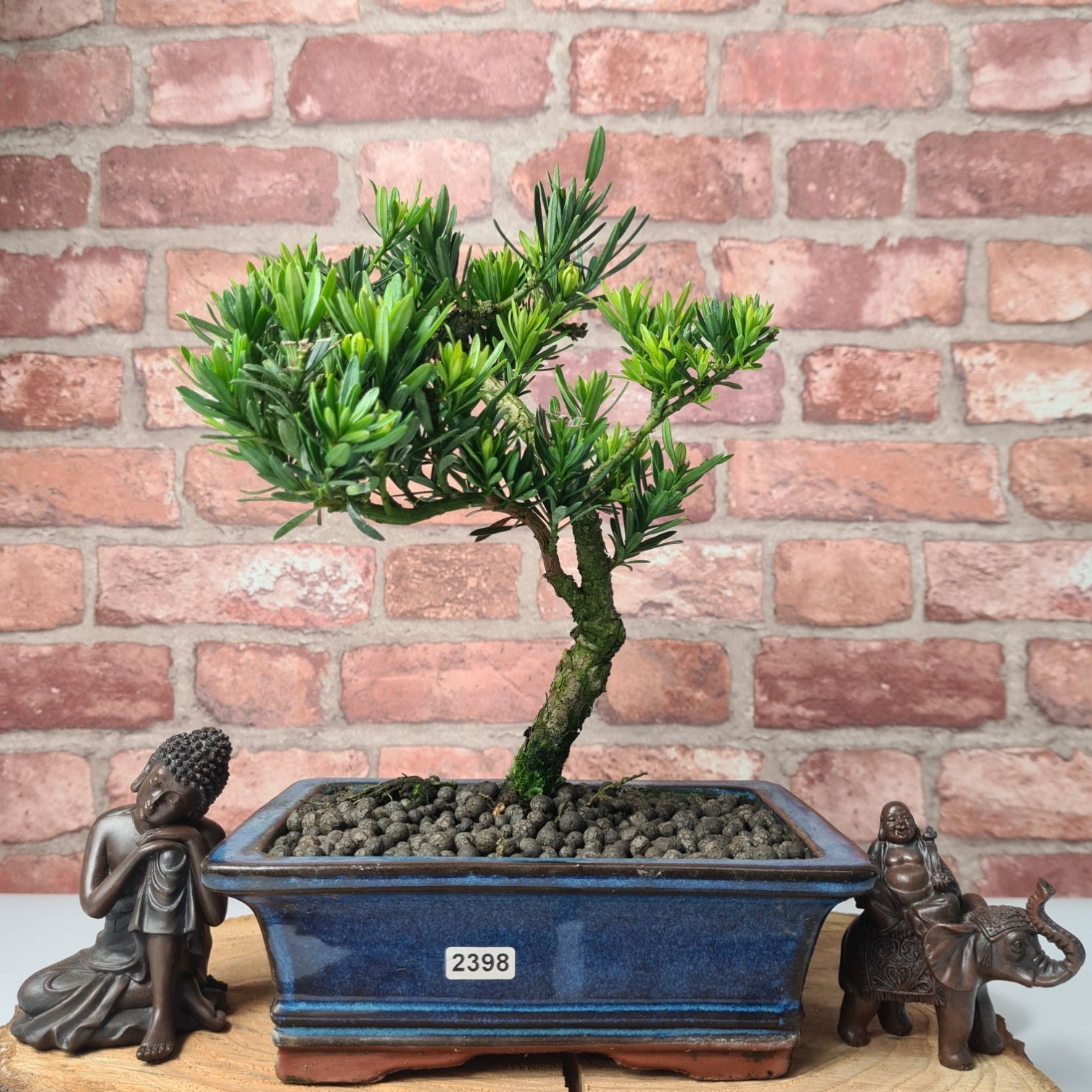 Buddhist Pine (Podocarpus Micro) Bonsai Tree | Shaped | In 20cm Pot