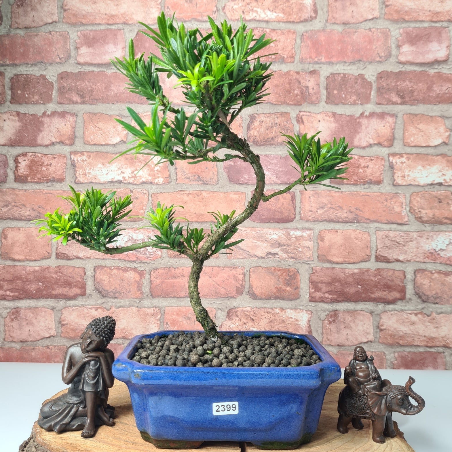 Buddhist Pine (Podocarpus Micro) Bonsai Tree | Shaped | In 20cm Pot