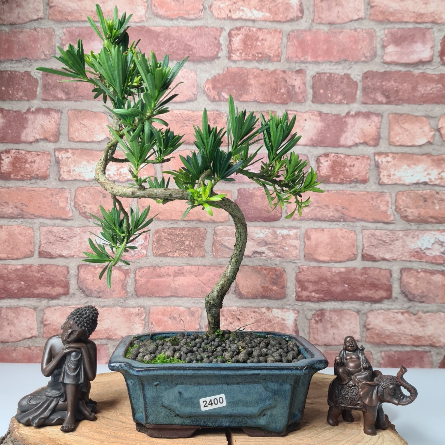 Buddhist Pine (Podocarpus Micro) Bonsai Tree | Shaped | In 20cm Pot