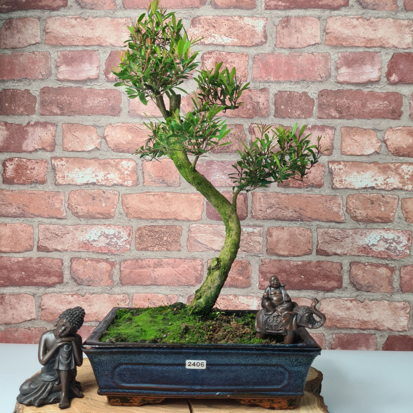 Brush Cherry (Syzygium) Bonsai Tree | Shaped | In 25cm Pot