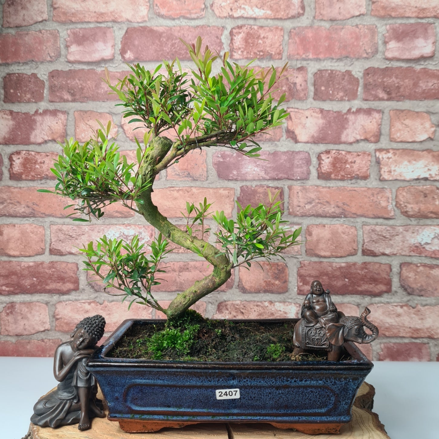 Brush Cherry (Syzygium) Bonsai Tree | Shaped | In 25cm Pot