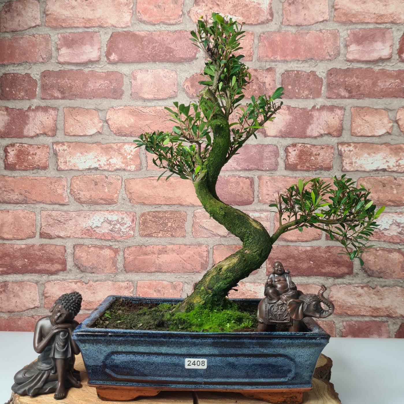 Brush Cherry (Syzygium) Bonsai Tree | Shaped | In 25cm Pot