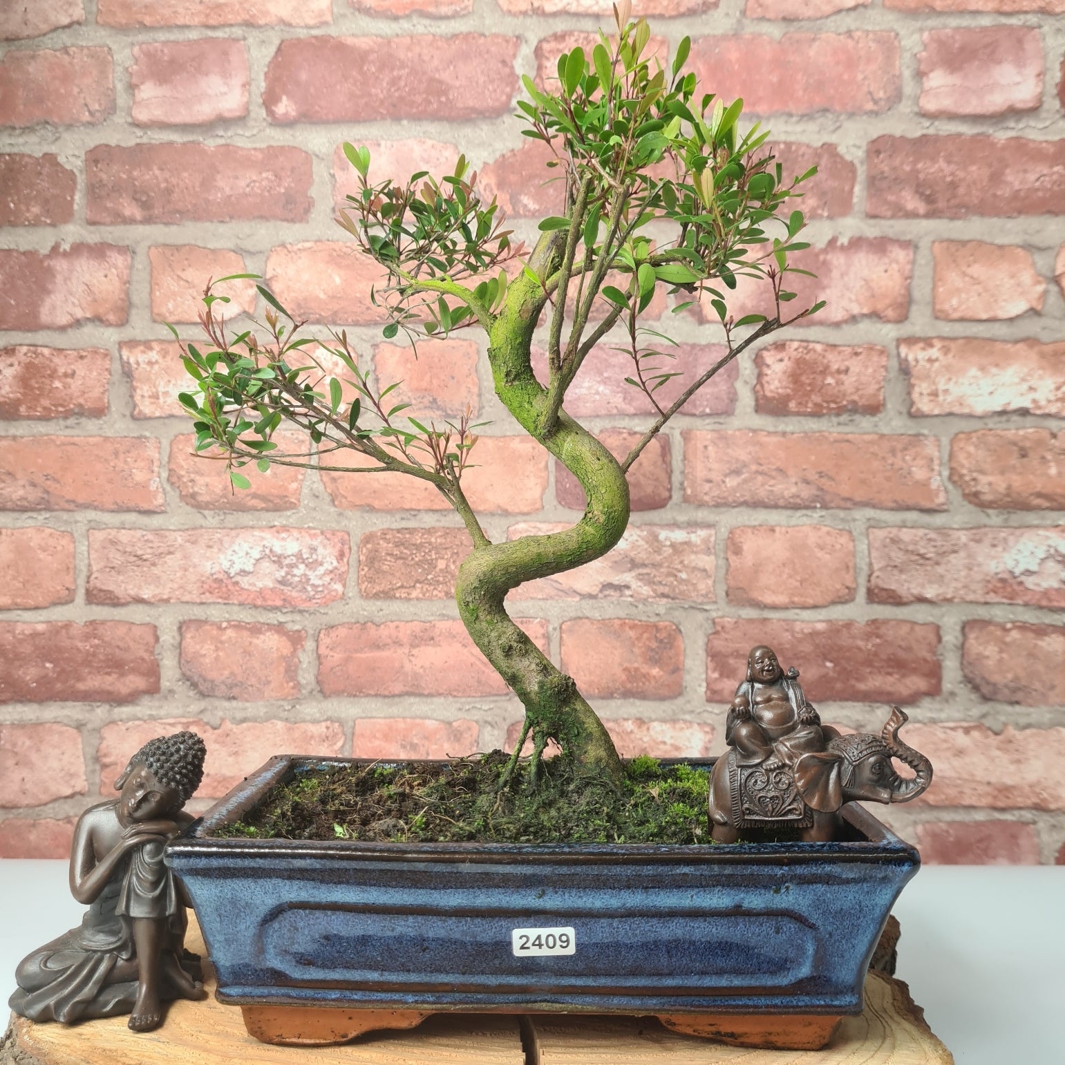 Brush Cherry (Syzygium) Bonsai Tree | Shaped | In 25cm Pot
