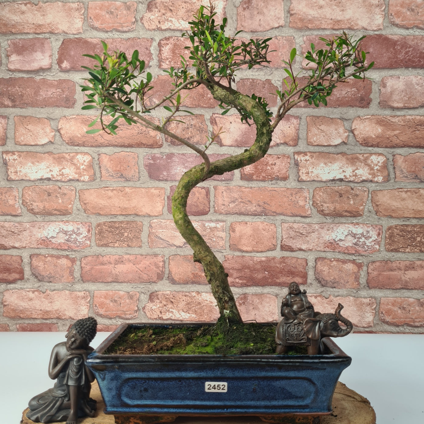 Brush Cherry (Syzygium) Bonsai Tree | Shaped | In 25cm Pot