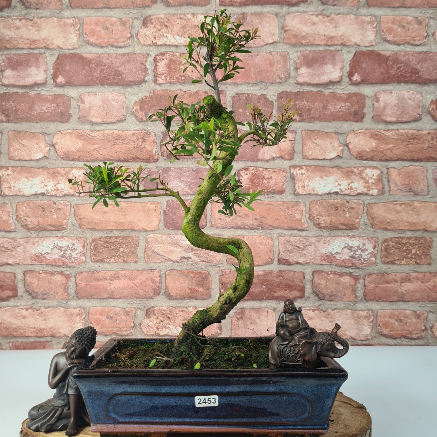 Brush Cherry (Syzygium) Bonsai Tree | Shaped | In 25cm Pot