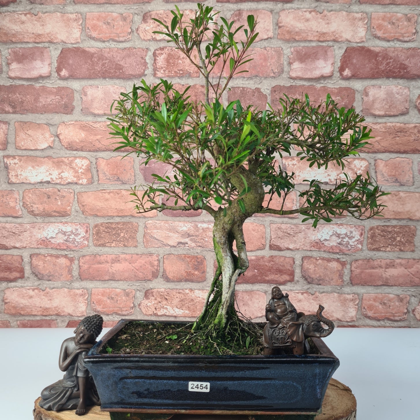 Brush Cherry (Syzygium) Bonsai Tree | Shaped | In 25cm Pot