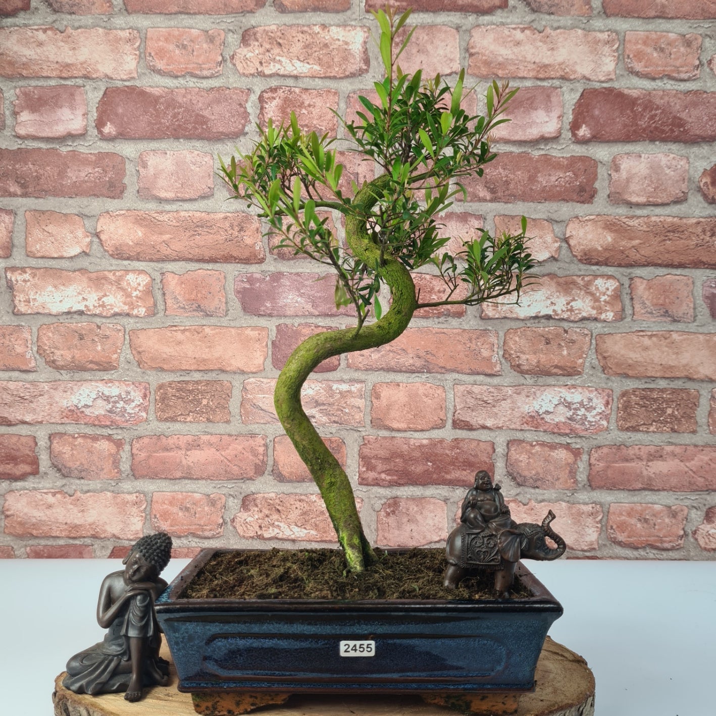 Brush Cherry (Syzygium) Bonsai Tree | Shaped | In 25cm Pot