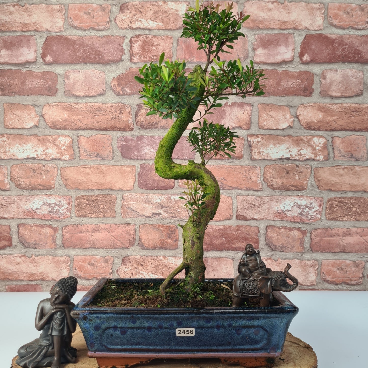 Brush Cherry (Syzygium) Bonsai Tree | Shaped | In 25cm Pot