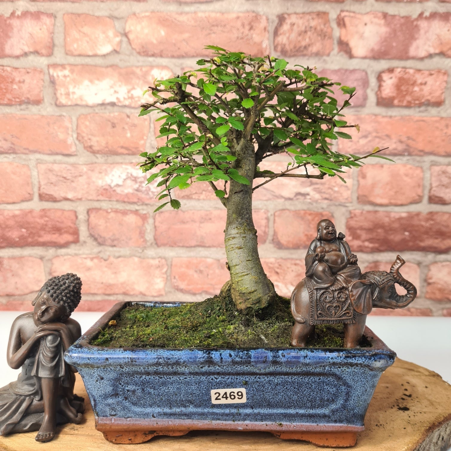 Chinese Elm (Ulmus Parvifolia) Bonsai Tree | Broom | In 20cm Pot