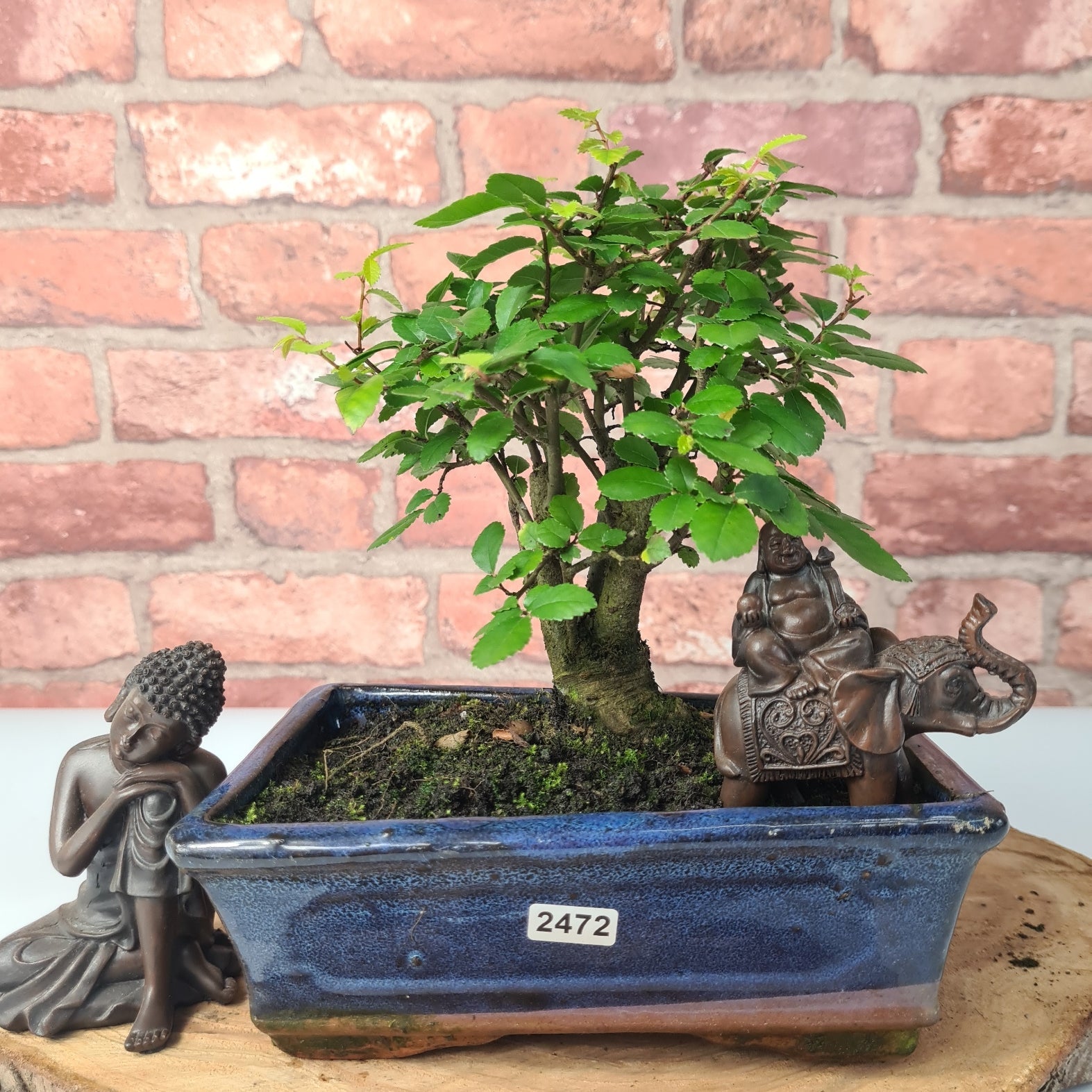 Chinese Elm (Ulmus Parvifolia) Bonsai Tree | Broom | In 20cm Pot