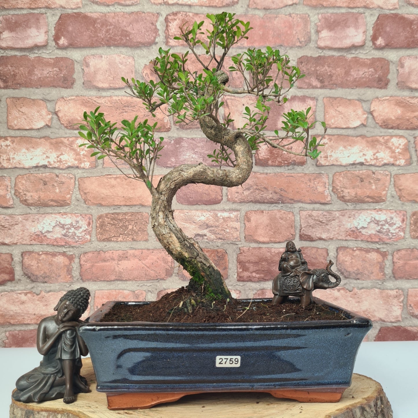 Brush Cherry (Syzygium) Bonsai Tree | Shaped | In 25cm Pot