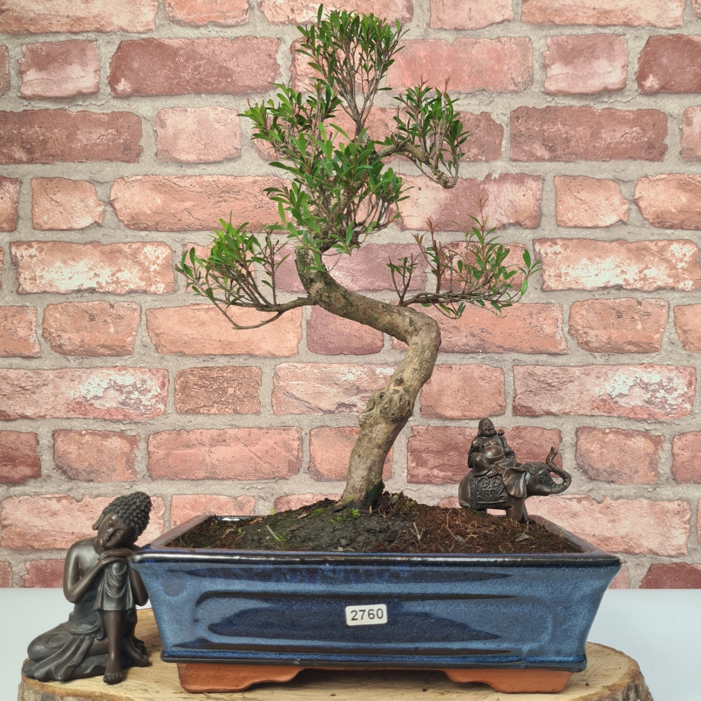 Brush Cherry (Syzygium) Bonsai Tree | Shaped | In 25cm Pot