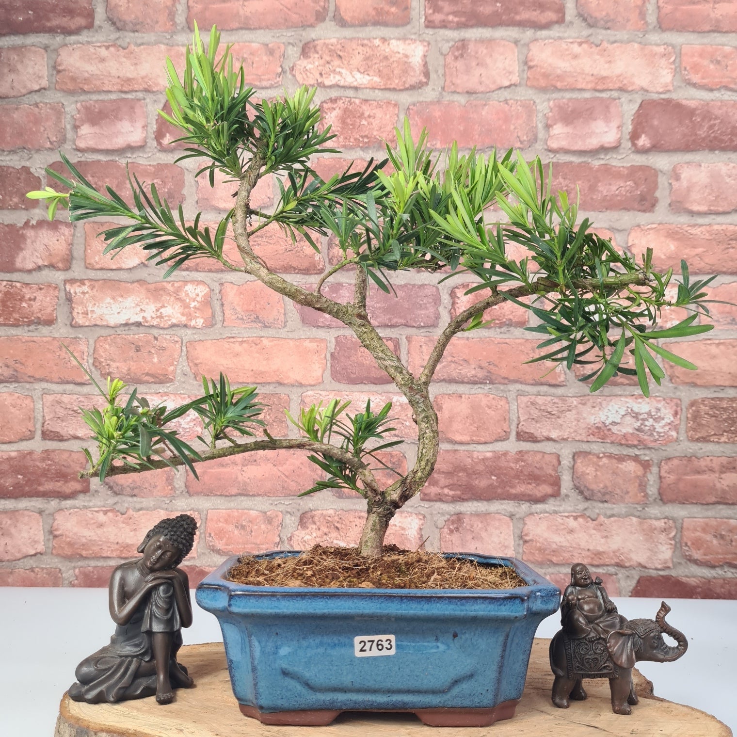 Buddhist Pine (Podocarpus Micro) Bonsai Tree | Shaped | In 20cm Pot