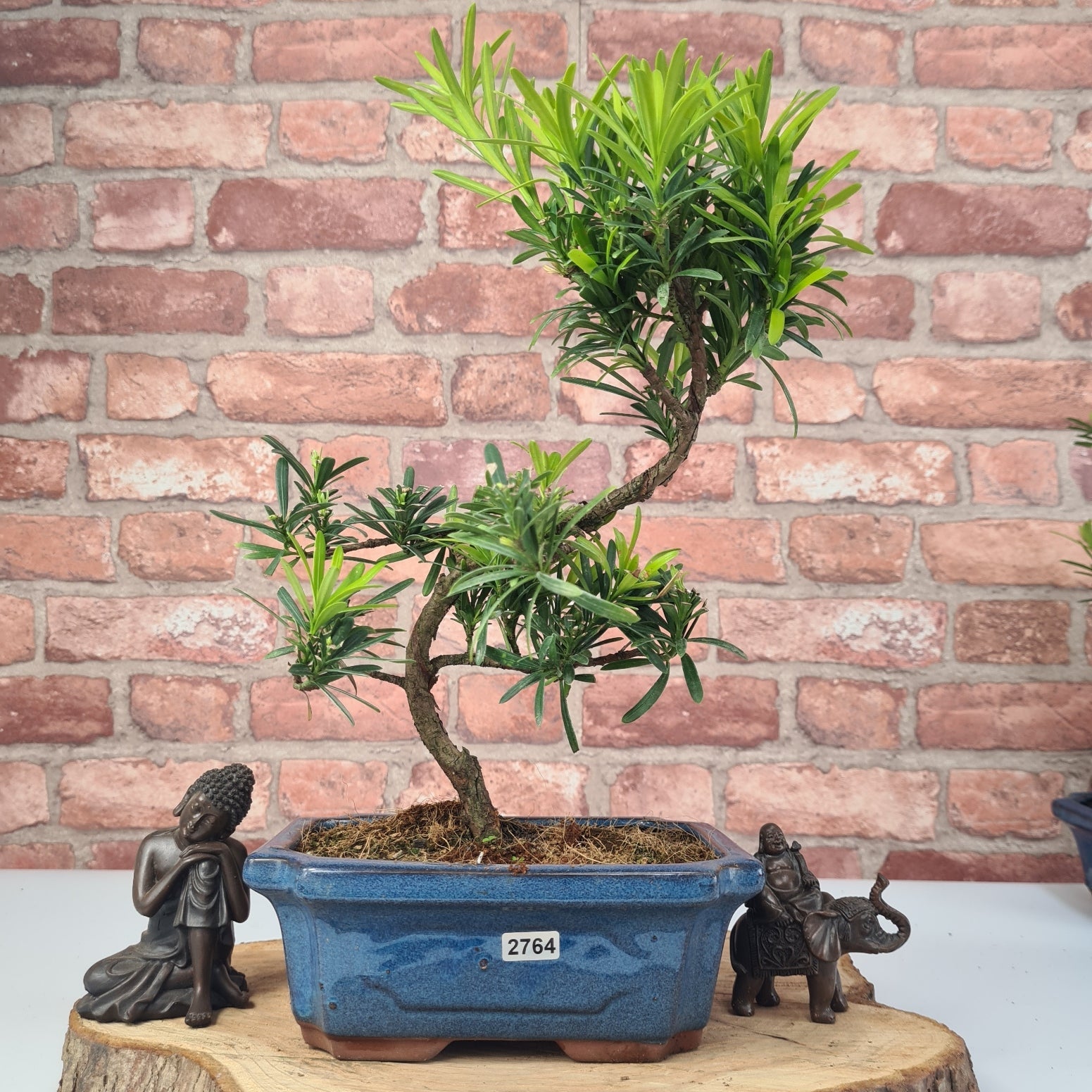 Buddhist Pine (Podocarpus Micro) Bonsai Tree | Shaped | In 20cm Pot