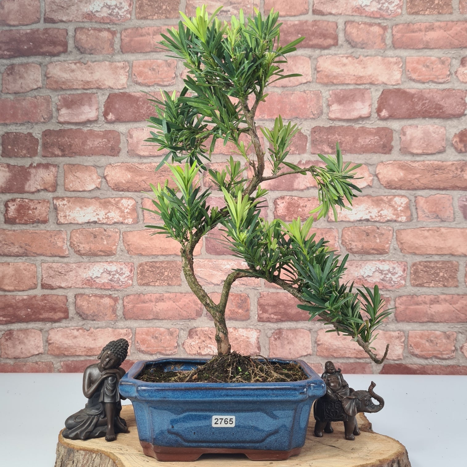 Buddhist Pine (Podocarpus Micro) Bonsai Tree | Shaped | In 20cm Pot